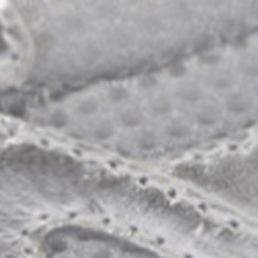 Tênis 48’S Marrom Prata